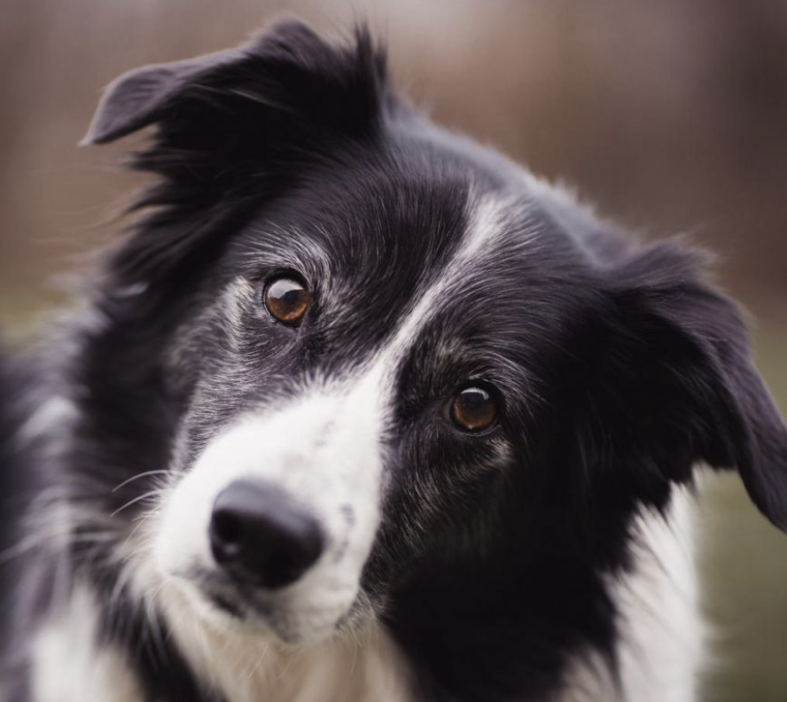 Les Demoiselles de la Plagne