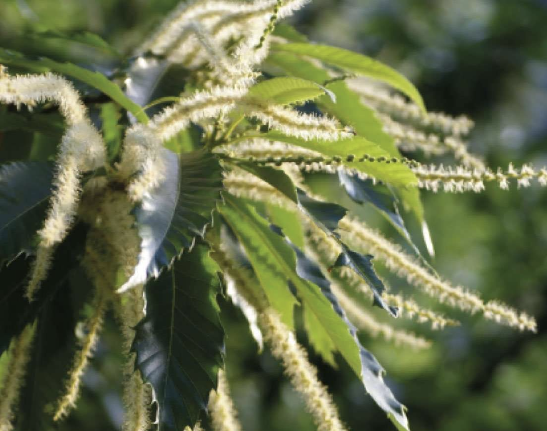 Les Demoiselles de la Plagne