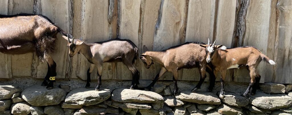 Les Demoiselles de la Plagne