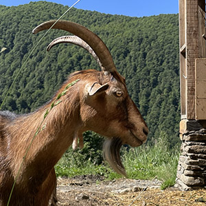 Les Demoiselles de la Plagne