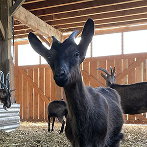 Les Demoiselles de la Plagne