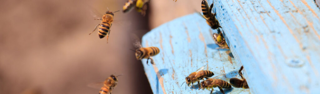 Les Demoiselles de la Plagne