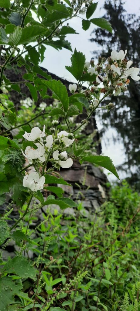 Les Demoiselles de la Plagne