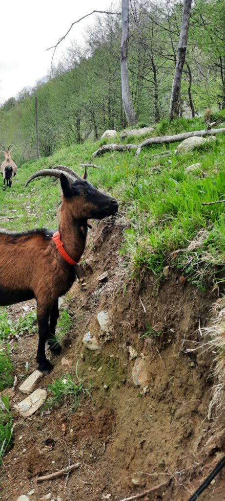 Les Demoiselles de la Plagne