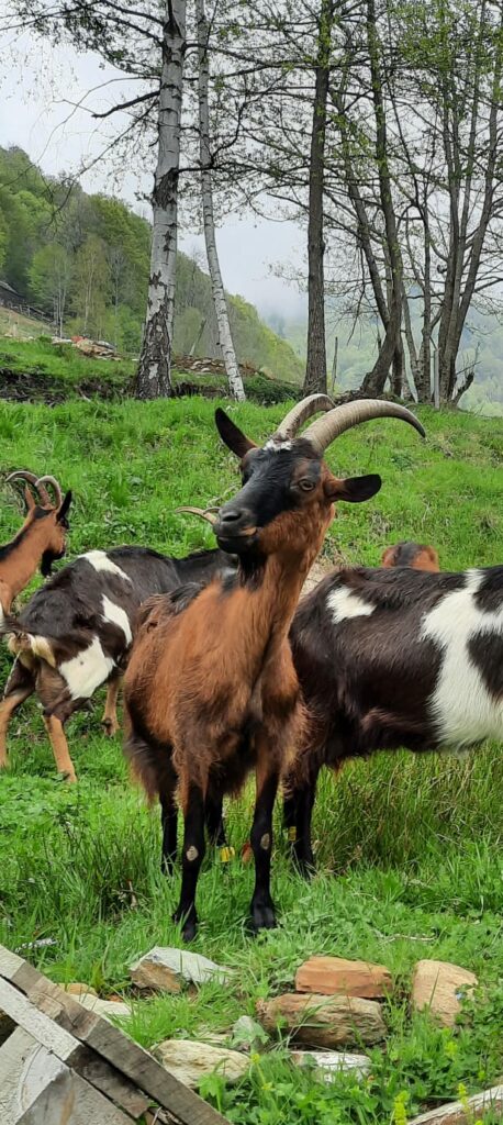 Les Demoiselles de la Plagne