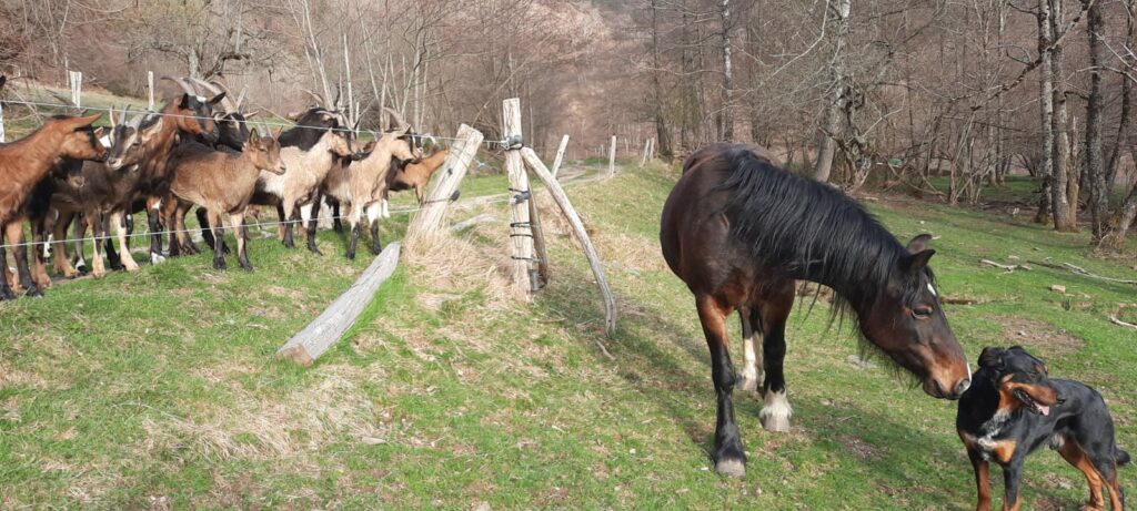Les Demoiselles de la Plagne