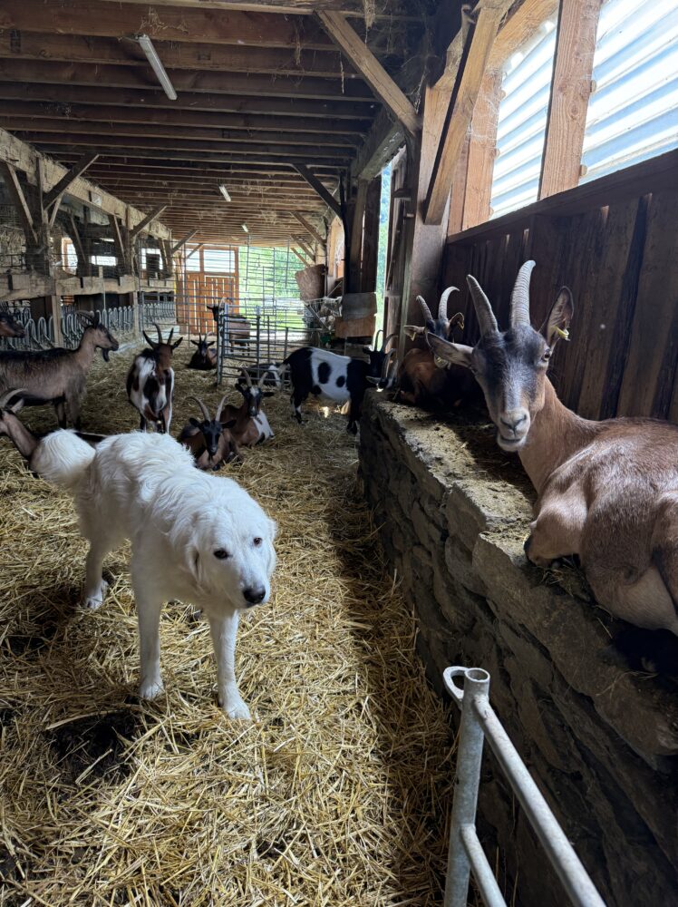 Les Demoiselles de la Plagne