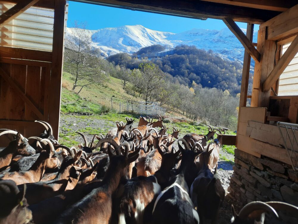 Les Demoiselles de la Plagne